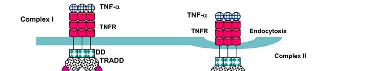 14 Tumor necrosis factor (TNF-α) aka.