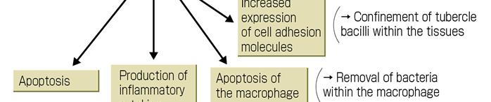 recombinant