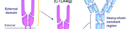 (the ligand for CD28 and CTLA 4)