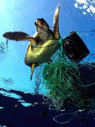 대양쓰레기의골치아픈문제 대양쓰레기문제와이를다이버들에어떻게도울수있을까 이미피해는막대하다매년수만마리의해양동물들과바닷새들이해양쓰레기 - 또는바다에버려진쓰레기들 - 를먹거나얽히여죽어가고있습니다. 조사결과에의하면대양쓰레기가 693 종의각기다른해양생물체들에영향을미치고있음을보여줍니다.