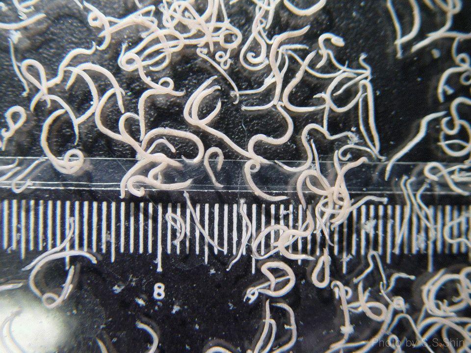 감염된사람에게서 나타나는가장흔한증상은발바닥이나발가락사이의극 Fig. 4. Numerous adult worms of Ancylostoma caninum collected from the intestine of a Jindo dog. Fig. 5. Ancylostoma caninum eggs from dog feces. 심한소양감이다.