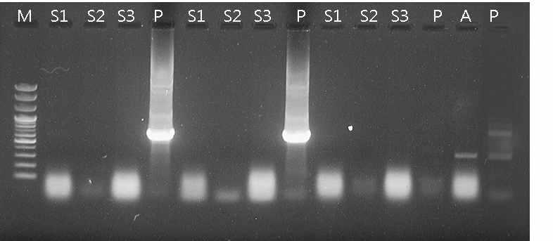 D-05 튤립구근 RT-PCR 진단 LSV * CMV TBV TRV ArMV LMoV