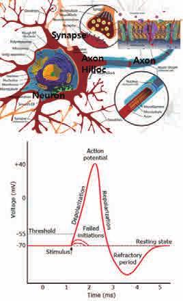 한뉴런 (Pre-synaptic neuron) 에서생성된활동전위는시냅스를거쳐다른뉴런 (Postsynaptic neuron) 으로전달되는데여러개의뉴런으로부터받은활동전위는축삭둔덕 (Axon hillock) 에서합쳐진다 [7].