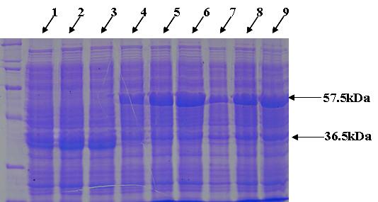 Fig. 10. SDS-PAGE analysis of the expressed CH-10 chitinase in E. coli.