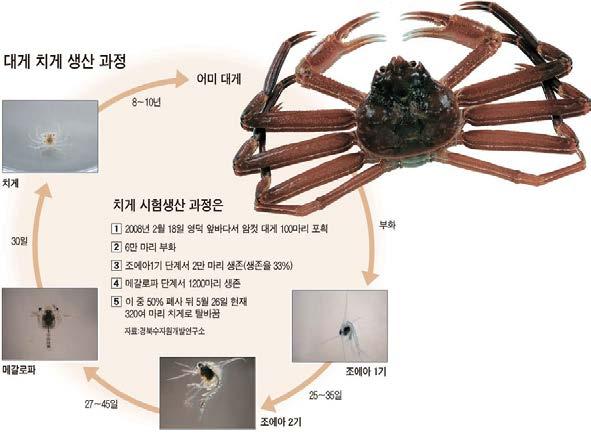 * ' 양식대게 ' 첫걸음마 * 경북, 치게생산성공 경북울진 영덕지역특산품 ' 대게 ' 도양식 ( 養殖 ) 하는시대가열리게됐다. 국내처음으로대게인공종묘생산기술이개발돼, ' 알에서깬지얼마안되는어린게 ( 치게 )' 를생산하는데성공한것이다.