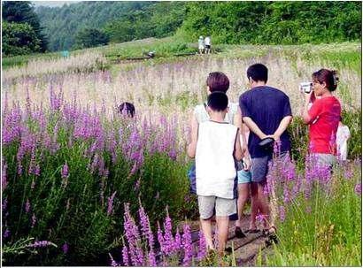 개발및운영방식설정 기본계획 - 토지이용계획 - 동선계획 - 시설배치계획