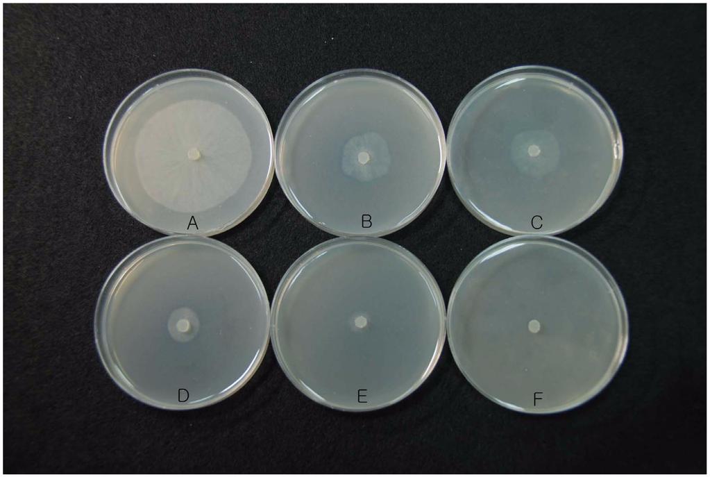 Vol. 33, No. 4 (2009) 일정조건에서 아인산염을 이용한 Phytophthora cactorum이 야기하는 인삼 역병의 방제 313 을 보인 반면 아인산염이 처리된 인삼잎 처리구는 0~1.67%의 구 이병엽수율 (%)로 계산하였다. 이병율을 보였으며 50 ppm의 비교적 낮은 농도에서도 역병 결과 및 고찰 발병을 억제하였다 (Tale 2).