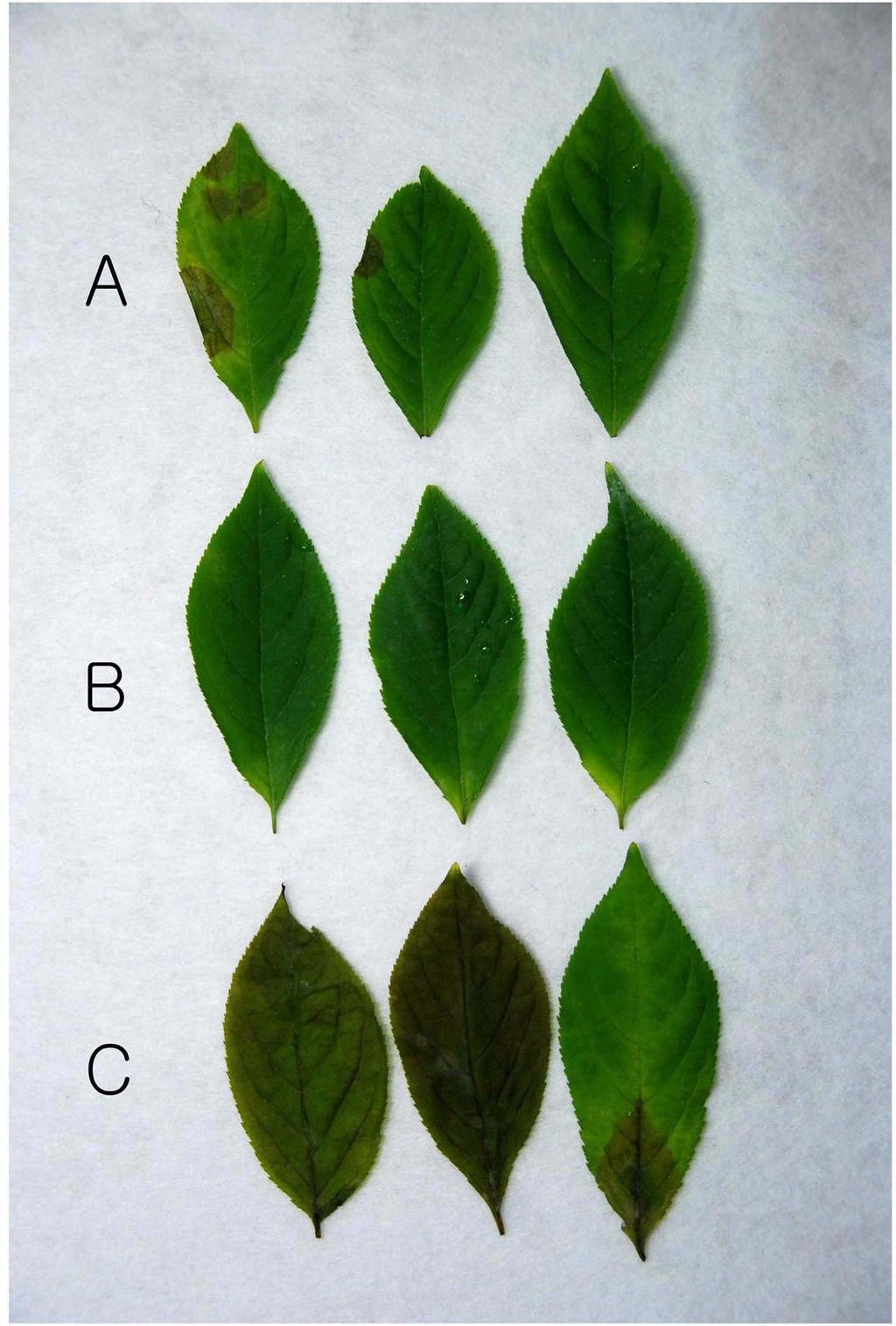 314 이병대 밝훈 J. Ginseng Res. Fig. 3. Spray effect of phosphonate-pathogen mixture on the control of Phytophthora light caused y P. cactorum in pot experiment at 7 days after treatment.