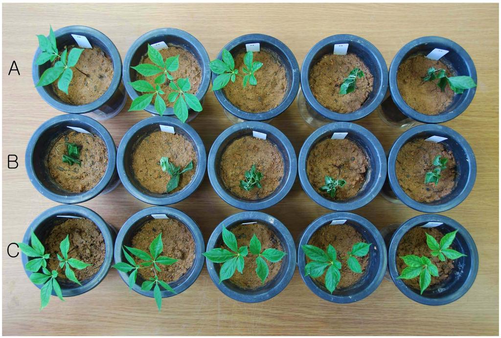 cactorum in leaflet experiment at 8 days after treatment. (A) metalaxyl- M 40.2 ppm, (B) phosphonate 50 ppm, (C) phosphonate 0 ppm. 3.