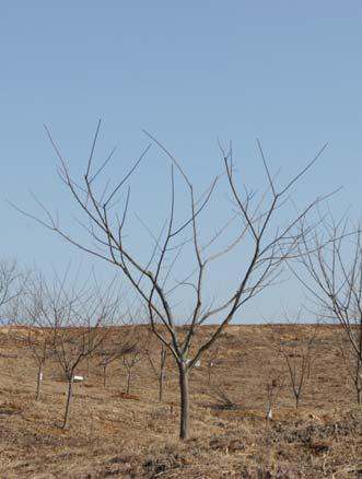 성목기 기간및생장특성 - 밤나무의수확최성기에해당하는시기로식재후 8년부터품종및관리상태에따라차이는있으나 15~20년까지의시기에해당 -