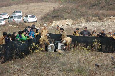 연구결과방사전대상지로이송후일정기간안정화를거친방사개체는방사후 2 3 일간반경 1km 범위내에서의활동이확인되었다. 각각의방사개체는서로다른이동패턴및주간휴식지이용이확인되었으며, 수컷개체의경우방사 2일차부터방사지내인위적으로제공한먹이 ( 우제류사체 ) 를이용하는모습이무인센서카메라촬영을통해확인되었다.