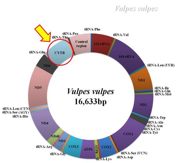 그림 8. 여우의미토콘드리아유전체와모식도와본연구에서사용된 Cyt b 영역의위치 다.
