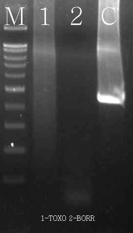 톡소플라즈마, 보렐리아감염증질병검출여부 ( 미검출확인 ) 톡소플라즈마 (Toxoplasma) 감염증 :Protozoa 감염전신성질병으로고양이과동물의분변을통해원충충란 (egg) 배출, 오염되며, 식물, 물, 토양오염,