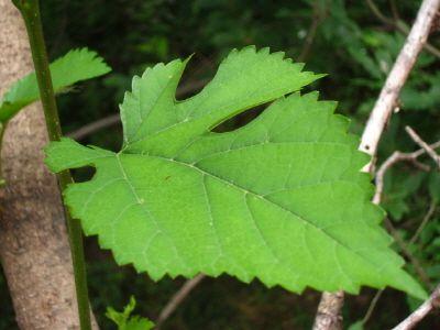 학명 생육형태 국명 Disporum smilacinum A.