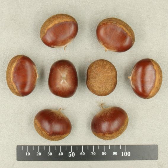 과실은단맛이많고과육이단단하여식미가우수하며과실품질이뛰어남 저장성이우수하고내피박피가용이하므로군밤용으로적합함 재배상유의할점 수확시채취효율성이다소떨어저한계농지등에조방재배에적합함.