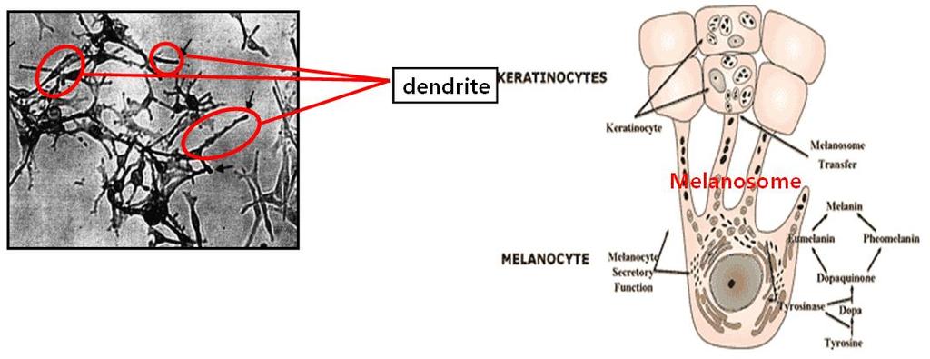 Aging Tissue Bank 노화소식 The story behind Melanocyte Dendrite Formation 일반적으로광노화의일종인 melanogenesis는 melanin을형성하는 factor들의연구와또한이러한 factor들의감소등 biochemistry, genetic 방향으로연구되어왔으며, 또한현재에도많은연구가진행되어져왔다.