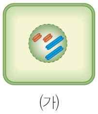 토마토의체세포분열과감수분열을비교한것으로옳은 것은? ( 단, 토마토의염색체수는 24개이다.) 18.