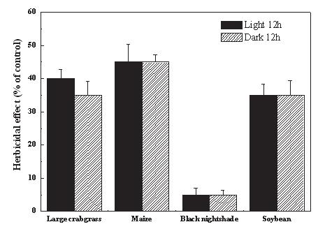 426 조등 : 목향유래 Dehydrocostus lactone의경엽접촉살초활성 Fig. 3. Effect of light on herbicidal activity of dehydrocostus lactone (1,000 ppm) in grass and broadleaf plants. Fig. 4.