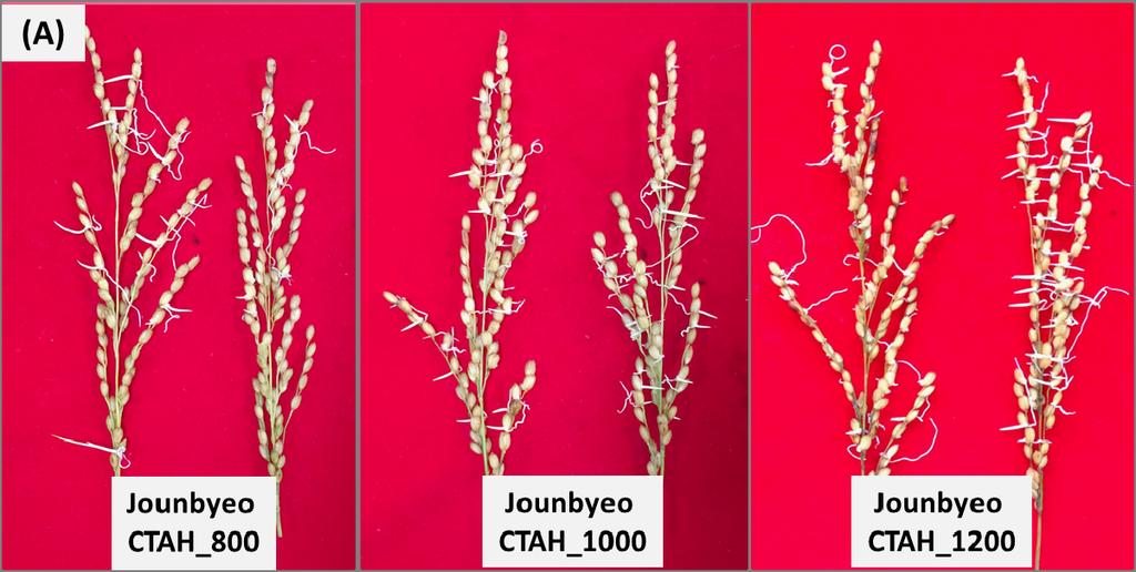 12 한작지(KOREAN J. CROP SCI.), 63(1), 2018 Fig. 1. Differences in appearance between PHS in the tolerant cultivar Jounbyeo (A) and the susceptible cultivar Gopumbyeo (B) at CTAH 800,, and.