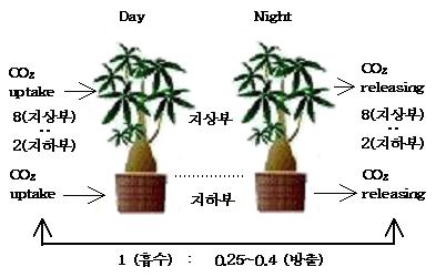 Fig. 7. CO 2 exchange rate on shoot and root for whole plants during day and night. 주간동안식물체지상부에서이산화탄소가흡수되는것뿐만아니라, 지하부에서도이산화탄소가흡수된다.