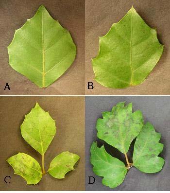 Fig. 1. Visible foliar injury of Cissus rhombifolia exposed to 120ppb ozone for 25 days.