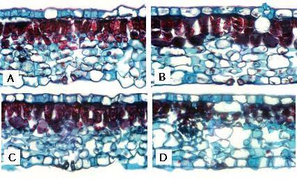 Fig. 2. Vertical sections of Cissus rhombifolia exposed to 120ppb ozone for 25 days.