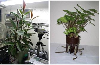 Fig. 1. An air purification system using plant-medium and inner filtration pot used in this experiment.