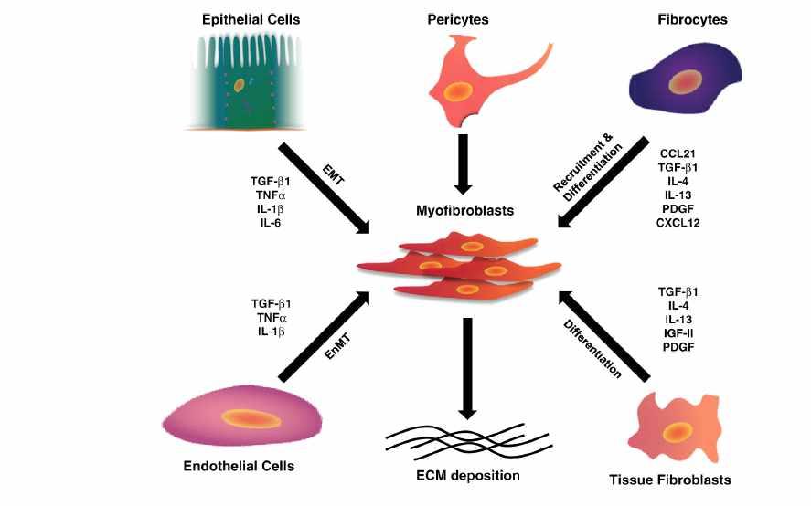 섬유아세포는수신자-수용체 (TLR) 와 IL-1R을포함하는 PRR을표현하므로 PAMP와 DAMP는직접활성화시켜근섬유아세포로의분화를유도할수있다 [198,202,203]. 최근에는정상섬유모세포와심한특발성폐렴환자에서분리된것들사이에서 TLR 발현과활성화에차이가있다고보고되어왔다 [198,204].
