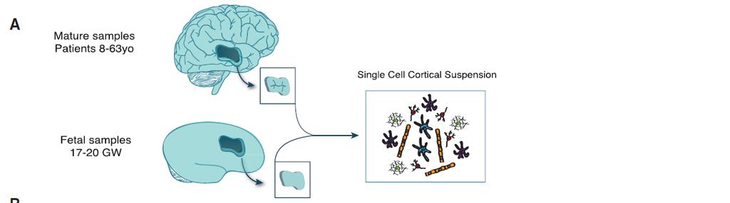 1. 인간성상세포배양을통한성상세포기능연구 Acute Purification of Fetal and Mature Human Astrocytes (A)