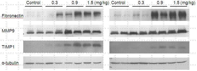 Fibronectin (fold increase) 25 20 15 10 5 0 ** ** ** ** ** day 7 day 14 MMP2 (fold increase) 2.5 2.0 1.5 1.0 0.5 0.0 ** * * * * day 7 day 14 MMP12 (fold increase) 60 50 * 40 30 * 20 * 10 ** * * 0 day 7 day 14 < 그림 2.