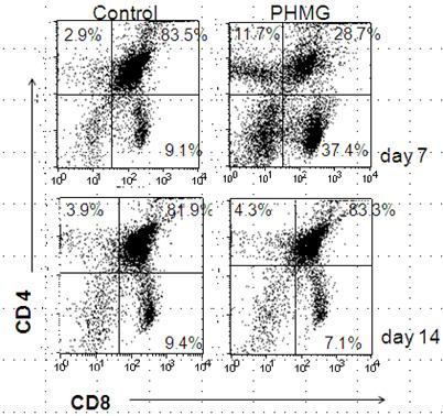 mrna 발현감소를확인하였다 2-13). Thymus cell count(x10 6 ) 100 80 60 40 20 0 ** ** day 7 day 14 Control 0.9 mg/kg < 그림 2.1.86> 흉선총세포수분석및 CD4+/CD8+ 발현분석결과 1.2 T-bet (fold increase) 1.4 1.2 1.0 0.8 0.6 0.4 0.