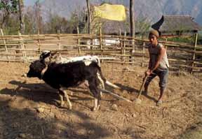 Kunda Himal.