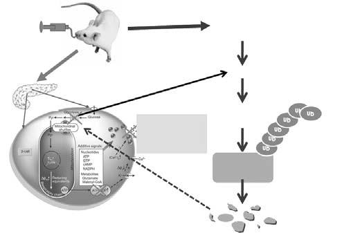 A B In vivo His- + + + + + HA-Ub - + + + + EtOH - - + - + L-NMMA - - - + + Ub-conjugated Cell lysates HA- HA- Endo. β-actin Figure 11.