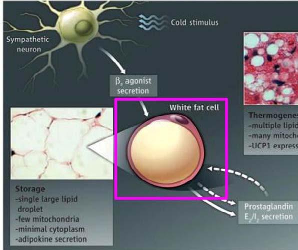 Aging Tissue Bank 지방세포와 thermogenesis 흰색지방세포 흰색지방세포는 ( 그림1 참조 ) 식이섭취가에너지소비를초과하였을때, 남는에너지를중성지방으로저장하는역할을하며, 베이지나갈색지방세포에비해서, 세포의많은부분이큰지방방울로채워져있으며, 미토콘드리아의수가적고, thermogenesis 에중요한역할을하는유전자인 uncoupling