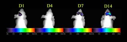 신경과학분야에서의광학적분자영상 Figure 3. Intraparenchymal injection of neural precursor cells, transfected with fire-fly luciferase reporter gene, contralateral to a site of superficial MCA infarction.