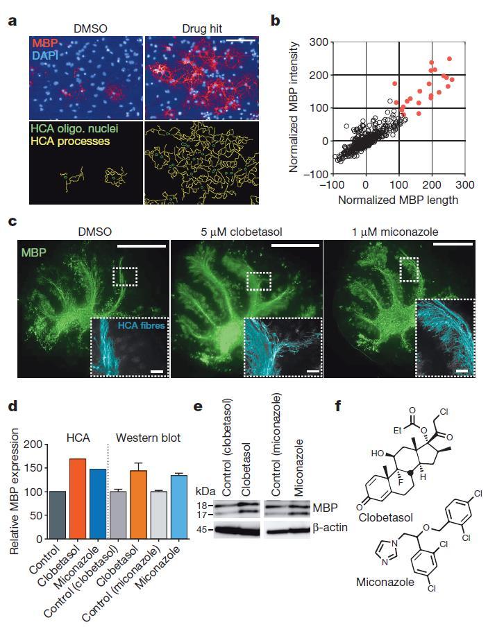 1. 생체내수초형성을촉진하는약물기반내인성줄기세포제어 A pluripotent stem-cell-based phenotypic screening platform to identify modulators of OPC differentiation and maturation c, Montaged images of whole postnatal day 7 mouse