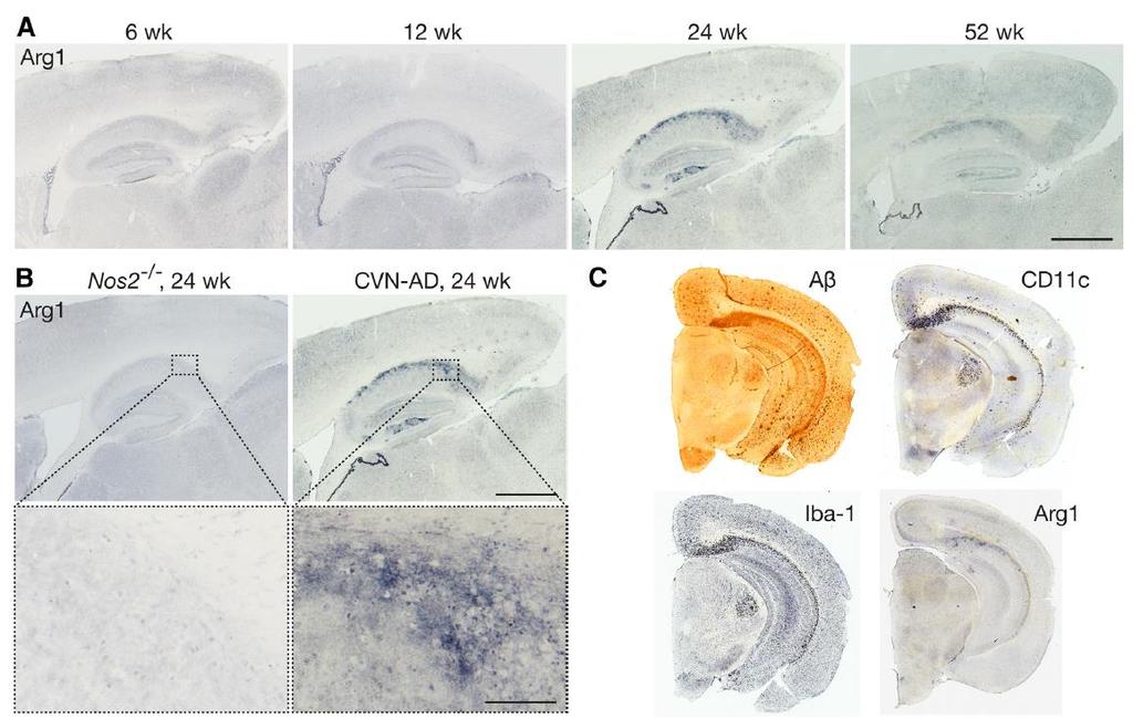 2. 알츠하이머질환쥐모델에서보여진아르기닌고갈과면역억제 CVN-AD pathology is associated with arginase-1 A, Representative sagittal sections from CVN-AD mice at 6, 12, 24, and 52 weeks of age stained for arginase-1 in sister