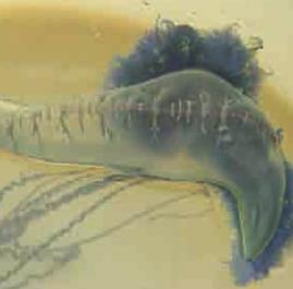 남해안일대에서출현 작은부레관해파리 (Physalia physalis) 특징