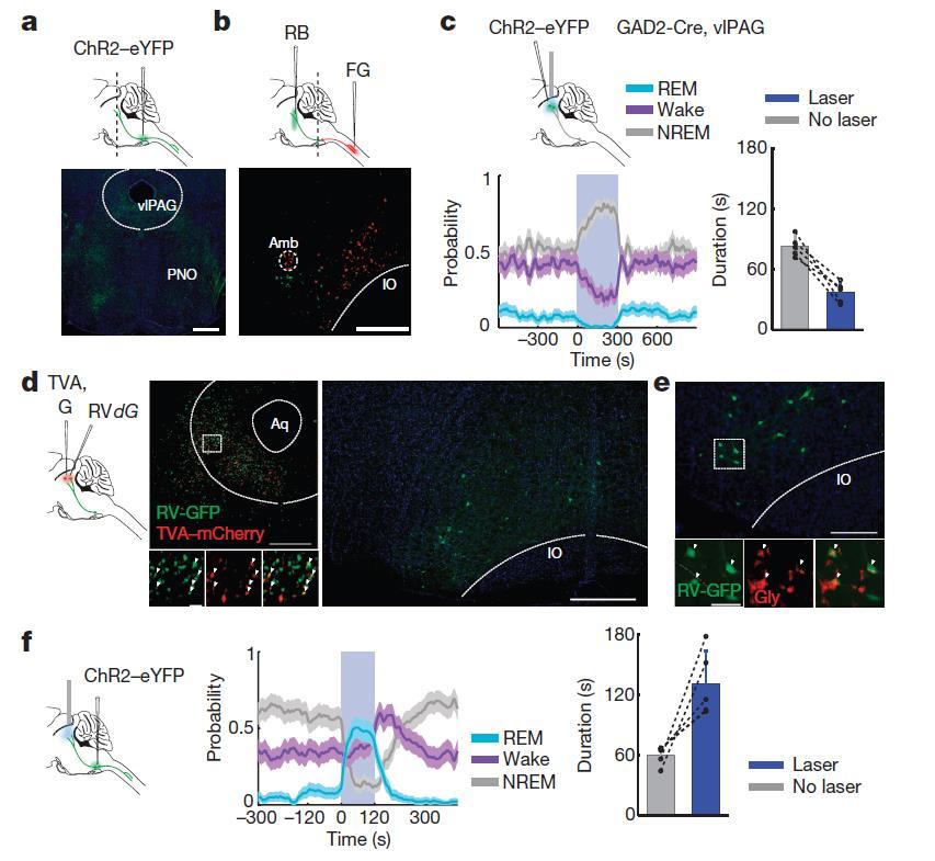 1. 복측연수 GABA 성뉴런의 REM 수면조절 - Inhibition of vlpag(ventrolateral periaqueductal grey) GABAergic neurons by vm(ventral medulla) projections promotes REM sleep a, Top, schematic showing injection of AAV
