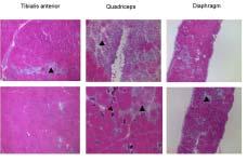 L-Carnitine 이근이양증 (mdx) 생쥐의근육병리및지구력에미치는효과 Figure 2. Comparison of forelimb strength between L-carnitine treated mdx mice ( ) and control mdx mice ( ).