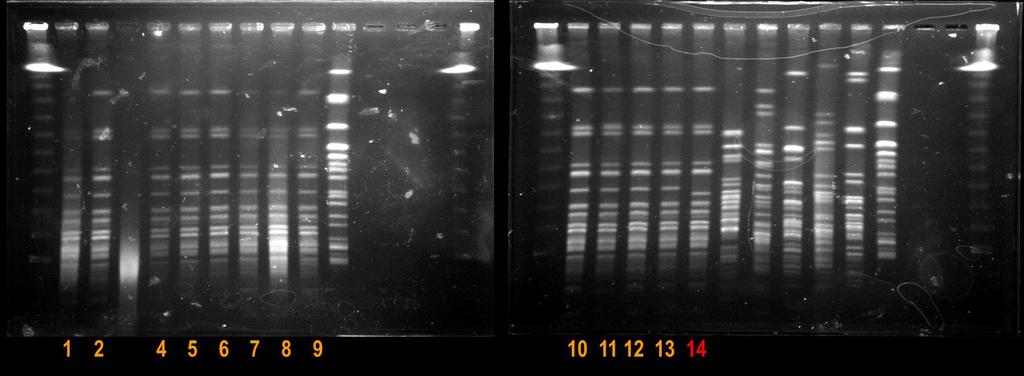 SICU 에서 MDR-Serratia marcescens 세균뇨의유행 30 25-2002. 8~2003.