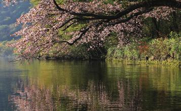 호수 사계절 화사하게싹을틔우는봄 호수위로가지를뻗는벚꽃,