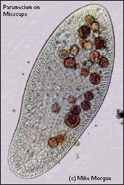 4 기 18 세기 : 린네의업적 (1707-1778) 린네가활동한시기 : 적충류 (Infusoria): 오늘날의원생동물섬모충강 1. 유기물질을함유하는수중에서생활하는미소한동물 2.