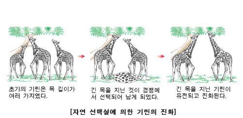 다윈의자연선택설 ( 자연도태설 ) :