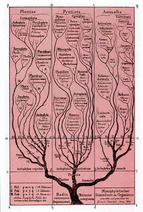 6 기진화론과계통발생 헤켈 (Heackel, 1866) 반복설 ( 反復說, recapitulation