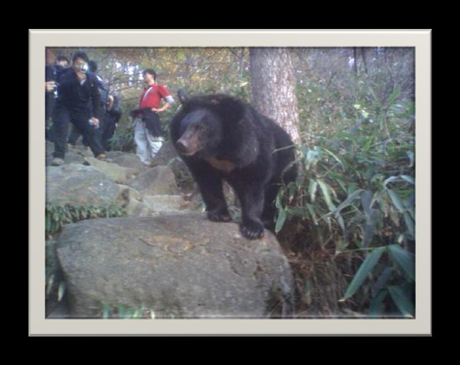 제5기현재지리산반달가슴곰 (1급멸종위기종 천연기념물 329호 ) 복원사업 1. 절멸또는위기종에관한관심이고조되어백두산의호랑이나 지리산의반달가슴곰등처럼우리나라지역집단 ( 地域集團, local deme) 을복원시키려는노력이시작. 2.