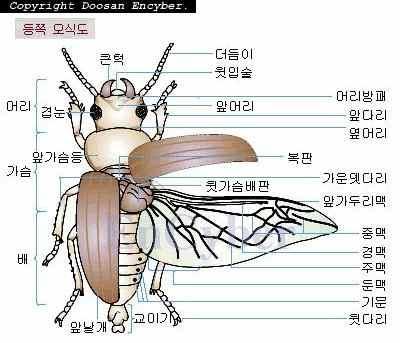 관찰및조작활동 관찰결과정리 설계내용및전략 조작마커를사용하여곤충의부위를선택할수있도록함. 특정부위가선택되면, 명칭및기능에대한설명이제공되도록함.