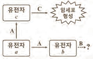 ( 다 ) 우리몸에는호르몬의분비조절기구가있어서혈액중호르몬의농도가일정수준으로유지된다. 예를들면, 시상하부에서분비된갑상샘자극호르몬방출호르몬 (TRH) 이뇌하수체전엽을자극하면갑상샘자극호르몬 (TSH) 의분비가촉진된다. 그리고 TSH는갑상샘을자극하여티록신을분비하게한다.