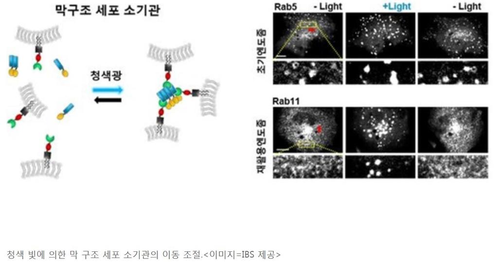 3. IBS, 빛으로세포소기관이동제어세포내단계별메커니즘규명 신경질환치료해법제시가능, 출처 : 대덕넷 국내연구진이세포내소기관들의이동을빛으로자유롭게제어하는데성공 했다.