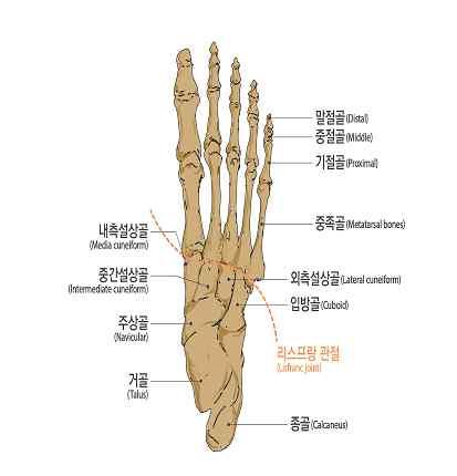 관절이상에서절단된경우를말한다.